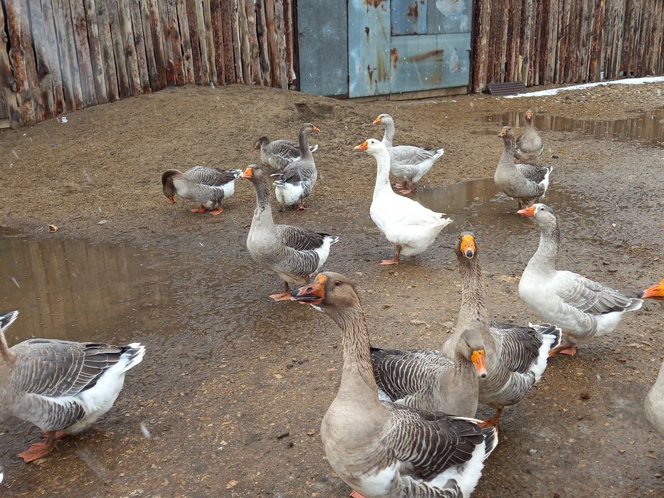 Продам гусей домашних
