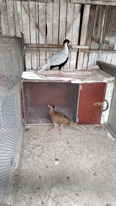 Vând fazani arginti sau schimb cu porumb contra valoarea lor