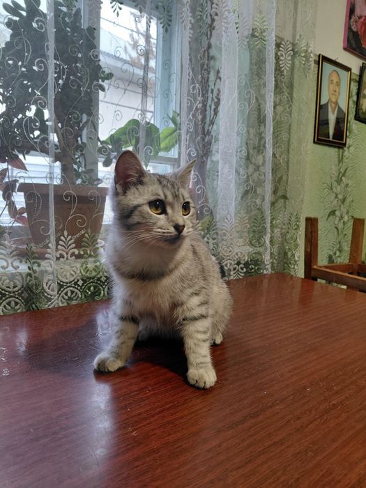 Отдам в хорошие руки,кошка (девочка).