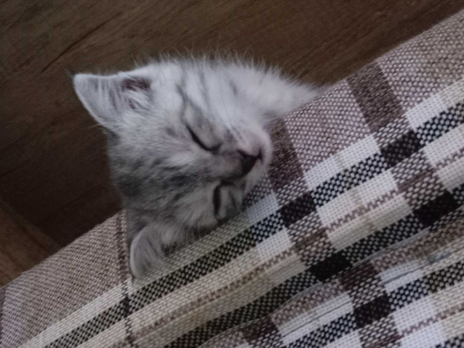 Продаётся котенок пародистый