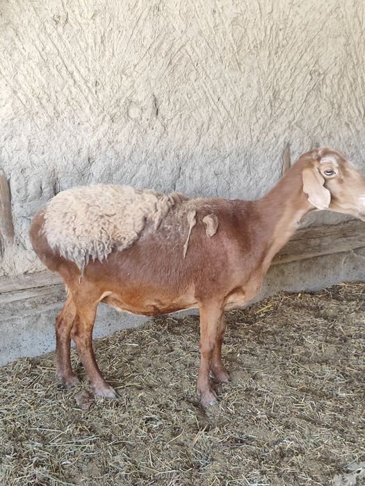 Qirgiz qoy bugoz
