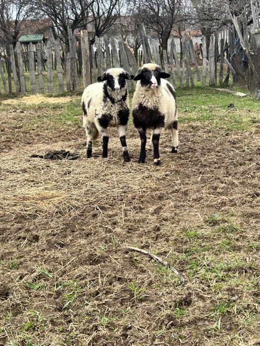 Berbecuti brezi de vanzare