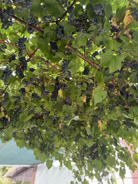 Виноград Изобелла