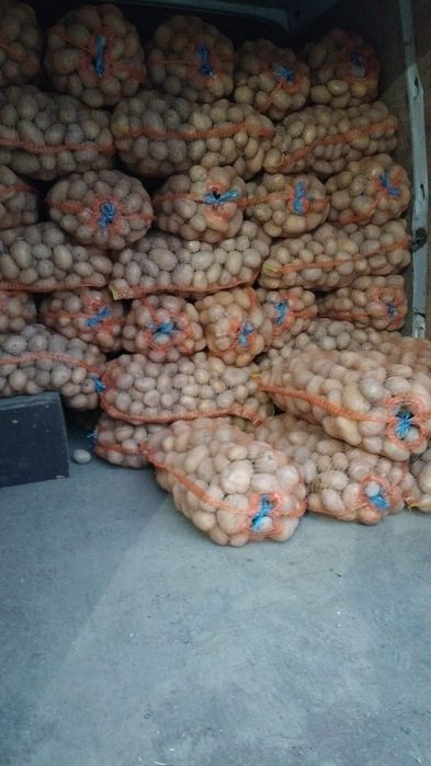 Cartof alb și roșu!!