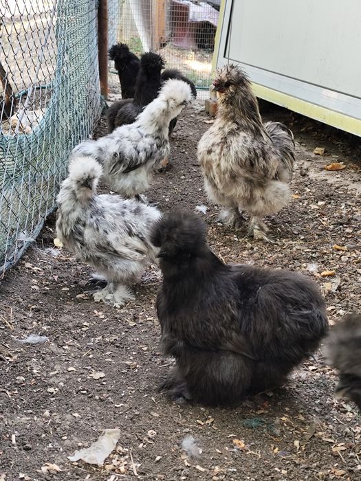 Копринки чифтове