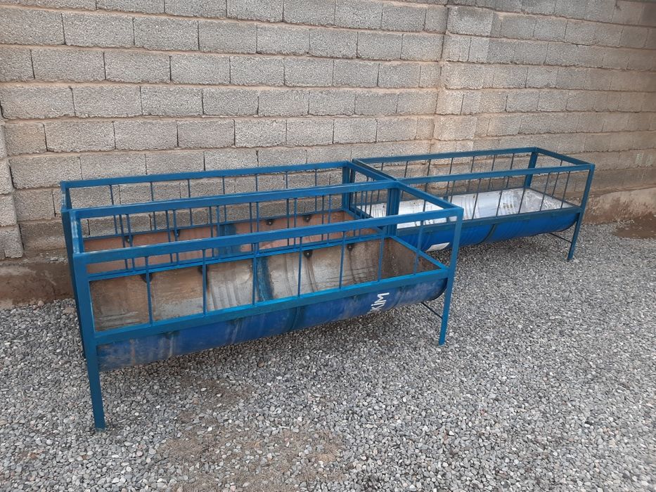 Қойлар. Бараны. Тоқтылар. Саулықтар. Тұсақтар.