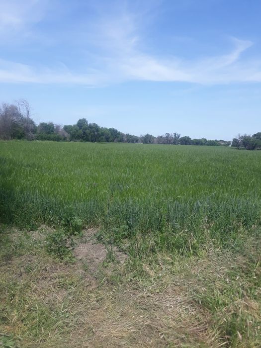 Участок поля.аренда