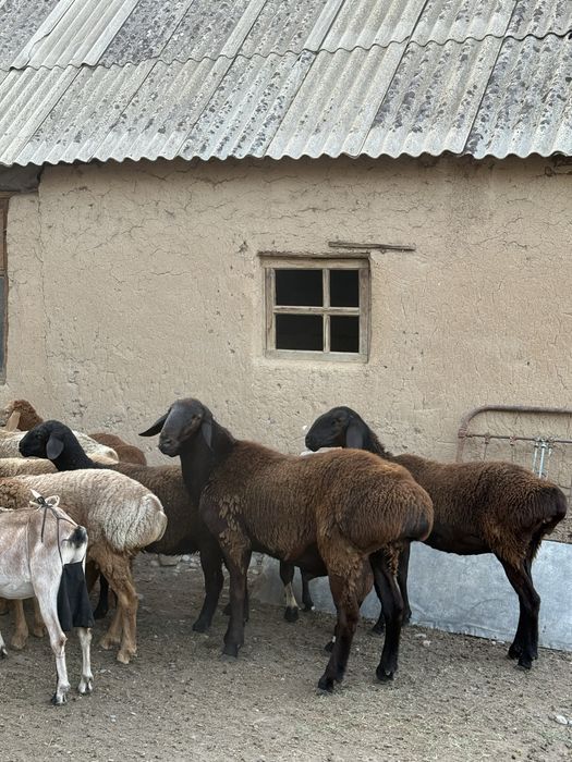 Арашан, қойлар сатылады