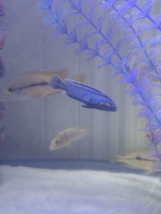 Рыбки аквариумные