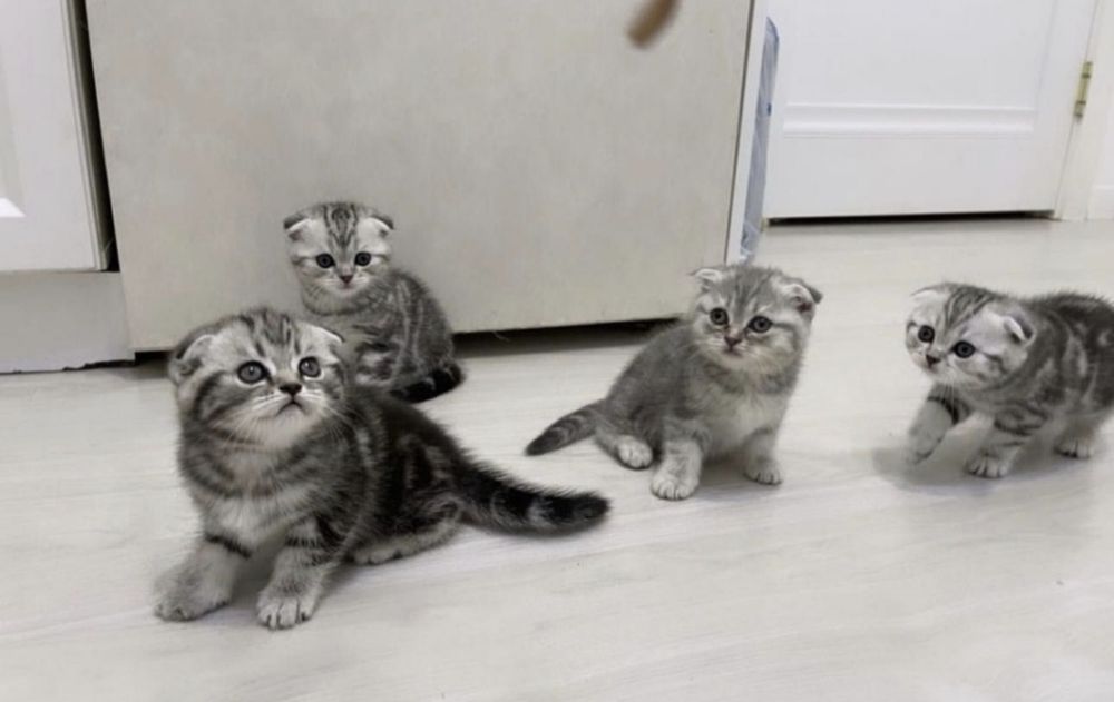 Вислоухие Породистые Шотландские котята