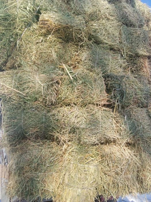 Шоп 1000тг доставкамен