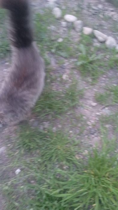 Отдам кошку в добрые руки.