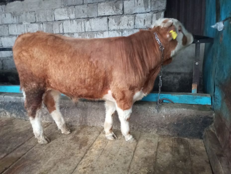 Продам бычка, быка