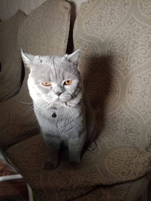 Вязка скотиш страйд