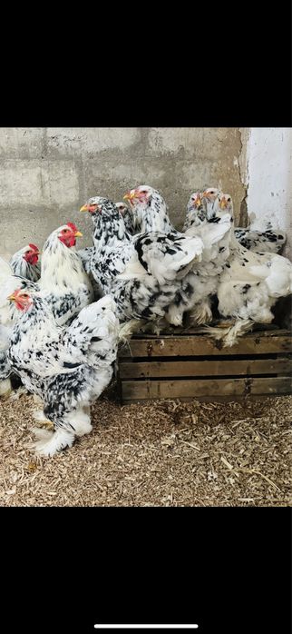 Брама цыплята балапан