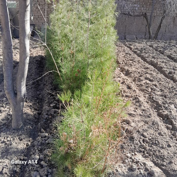 Сосна арча кучатлари сотилади келишамиз