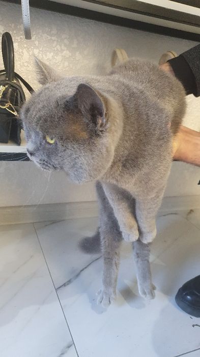 British Shorthair zotidagi mushuk.