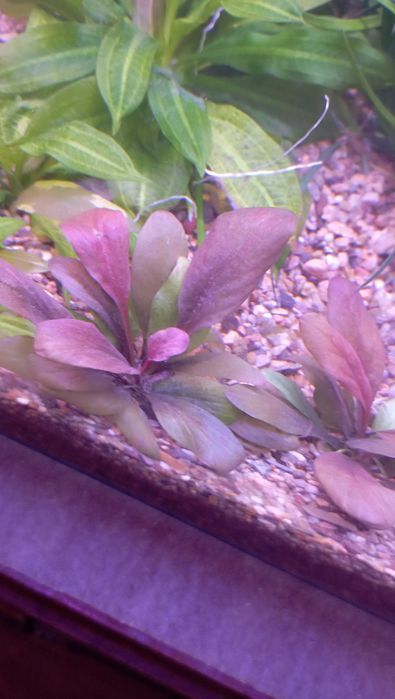 Самолус  красный