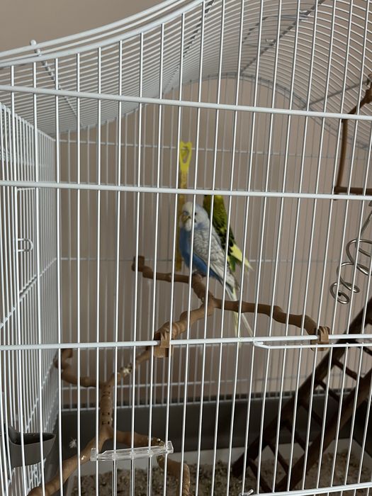 Pereche peruși + colivie