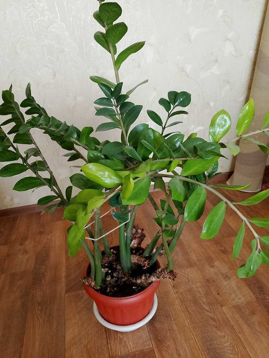 Продам комнатные растения