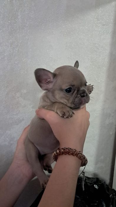 Французские бульдоги щенки