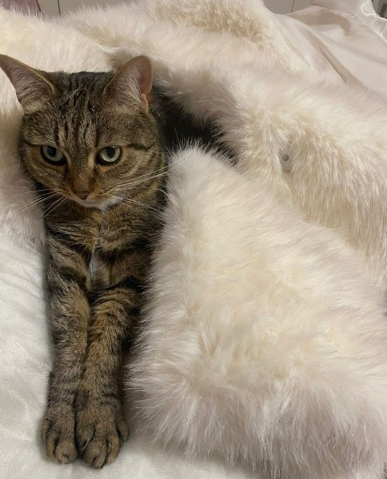 Pisică pentru adopție – Teila