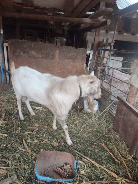 Vând țap din rasa sannen