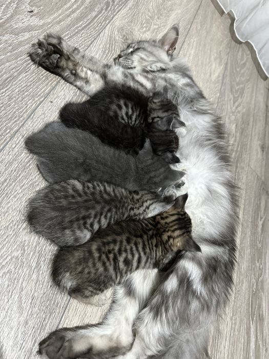 Котята породы Мейн Кун