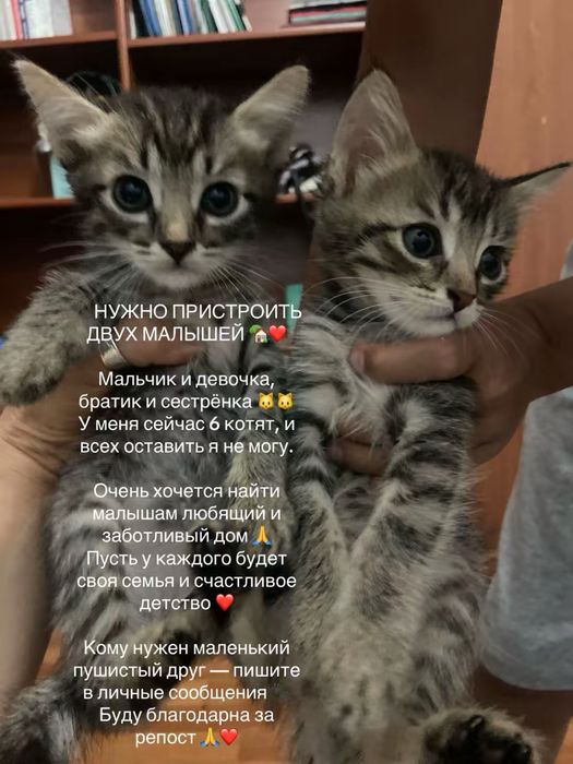 6 котят ищую дом