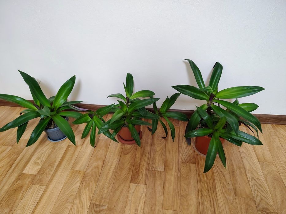 Традесканция Рео