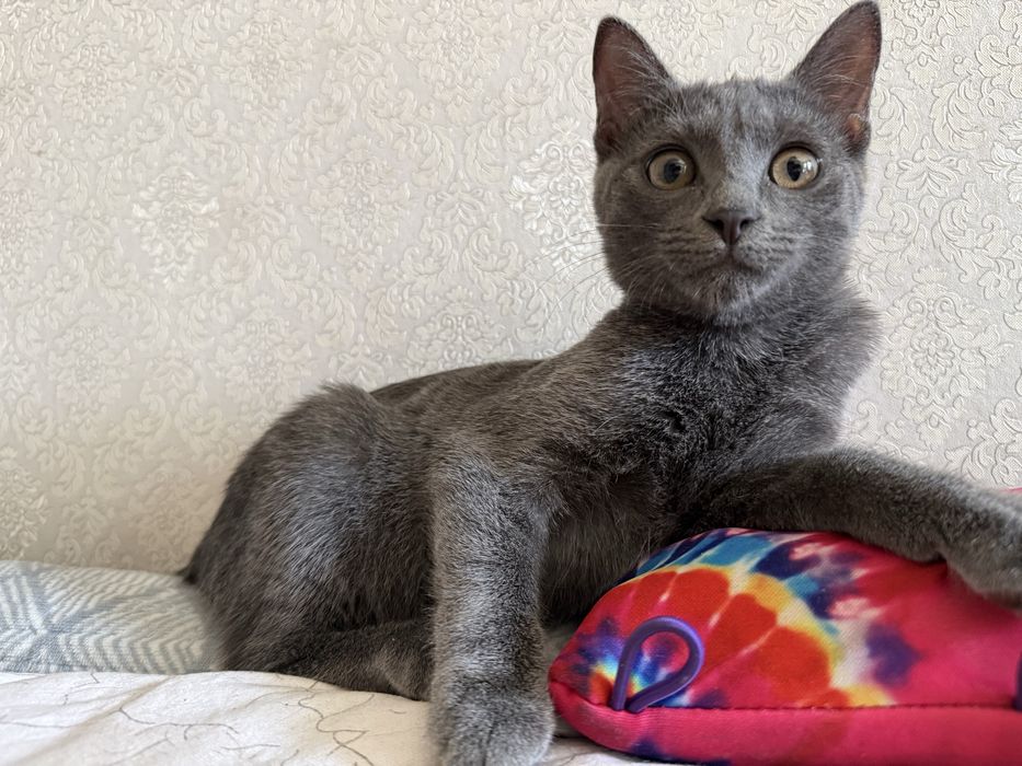 Котёнок девочка 3-4 месяца