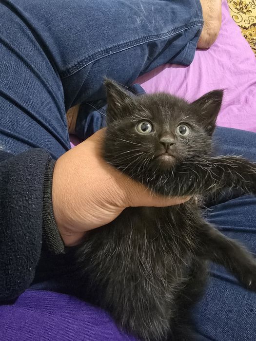 Отдам котята. Родились 25 ноября