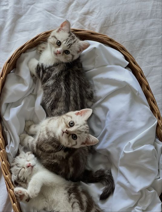 Шотландскик котята табби
