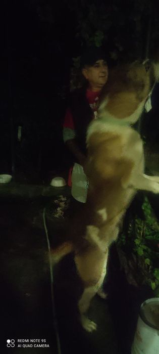 Продаётся собака АЛАБАЙ (Кавказская овчарка)