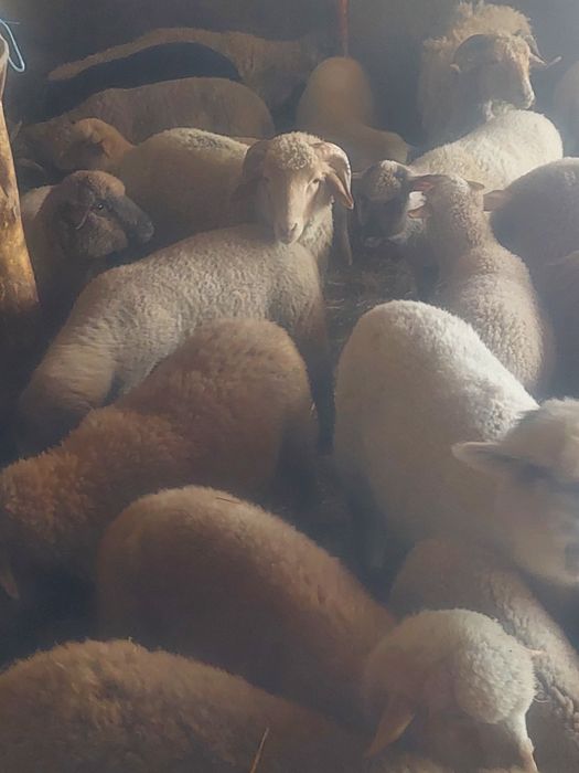 Vând 50 de mei 23 kg 38 carcasă