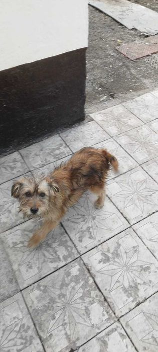 Пристраиваем щенков дворняжек