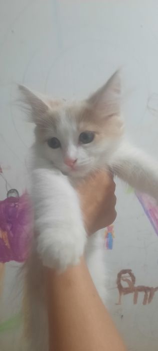 Отдаеться котик бесплатно