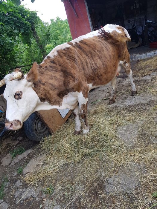 Vând 3  vaci 2 mari si una mică