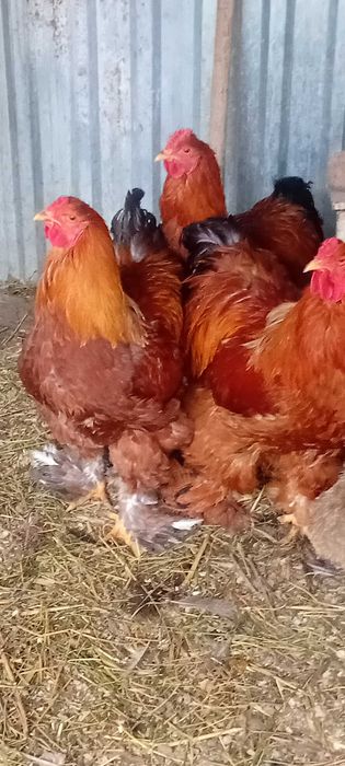 Cocosi Brahma 7 luni