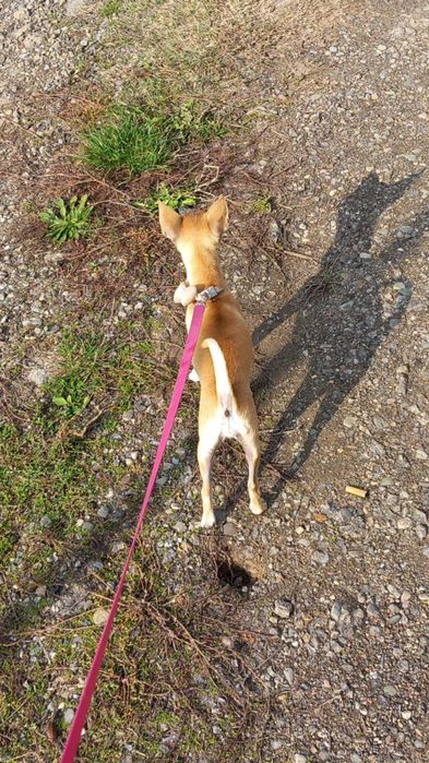 Чихуахуа Кученце