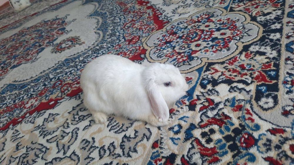 Karlik quyon otasi onasi va 3 ta bolasi sotiladi