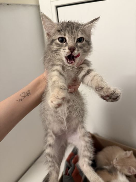 Котята девочки ищут дом