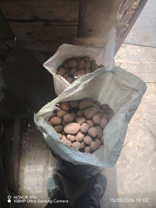 Продам семяную кортошку