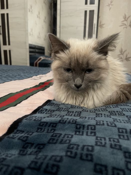 Zottor mushuk sotiladi damashniy