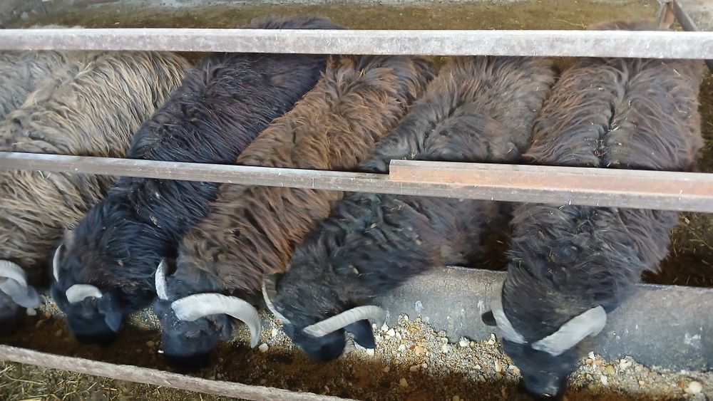 Qôchqorlar sotiladi