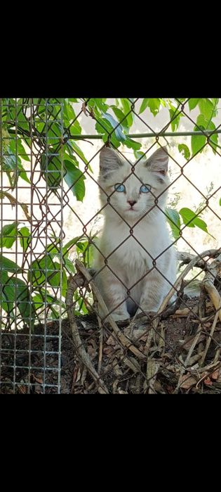 Дарю котят в хорошие руки