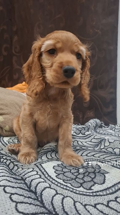 Продам куче ако някой има интерес