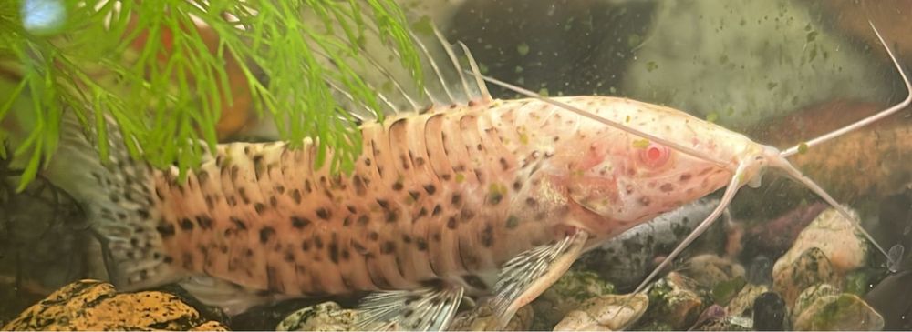 Продаются рыбки разные