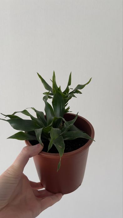 Драцена кампакта