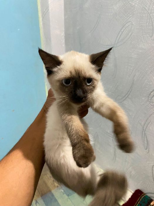 Кошка 2 месец здоровье